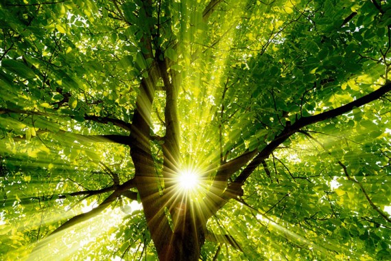 Bäume - die besten Klimaschützer